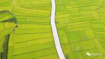 大理祥云自羌朗，稻米香香尝新喽！