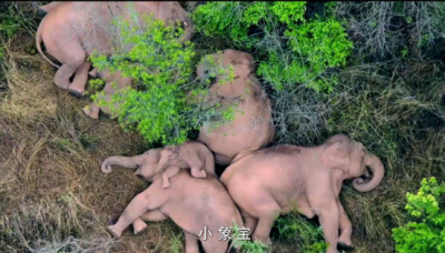 云南超萌公益童谣《小象宝》点击破亿，英语版创作海选小歌手