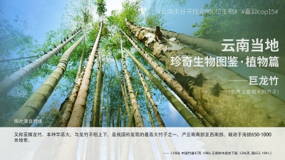 寻找《云南虫谷》中的C位生物之神奇植物 你见过吗？