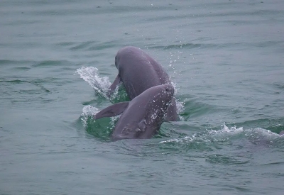 习近平生态文明思想造福中国光耀世界