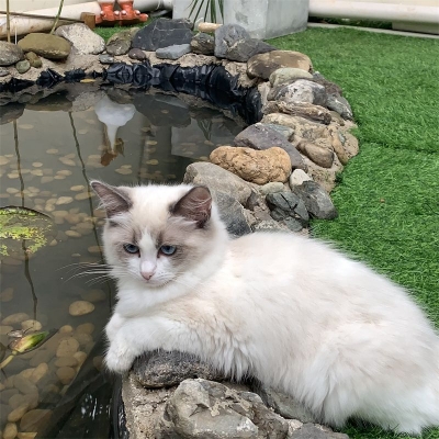 在普洱这家文艺范十足的“猫咖”里，遇见生活中的“小确幸”！