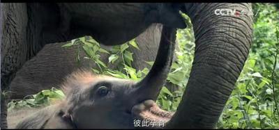 多姿的我们，自然多彩！COP15《多姿多彩篇》公益广告在中央广播电视总台各频道热播