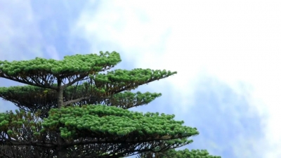 走进苍山洱海，领略生物多样性之美
