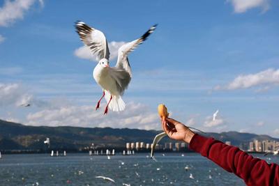 它来了它来了，红嘴鸥大部队即将到来，这些观鸥地请收藏！