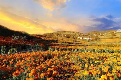 大理的丰收色卡