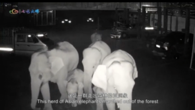 西双版纳象、大理矿泉水！COP15上的两个中国样本