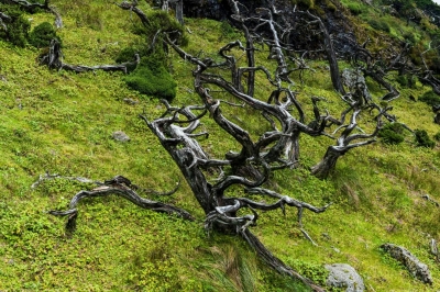 轿子山傲骨林｜百年沧桑不变天地寂静不动