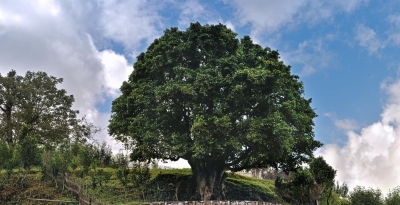 相约Cop15 赴一场临沧茶香之旅