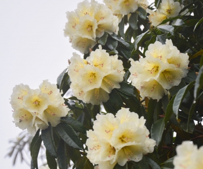 喜迎COP15！景区里的动植物明星海报等您欣赏