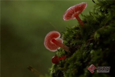 视频｜“3min地铁生物多样性主题展《涌现》——樊涌摄影艺术展”在昆明4号线精彩呈现