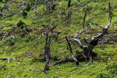 轿子山傲骨林｜百年沧桑不变天地寂静不动