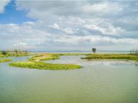 图集 | 逛宝丰湿地公园 观生物多样性