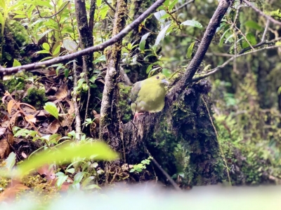 聚焦COP15 | 呵护候鸟迁徙 探访玉溪新平哀牢山金山丫口鸟类监测环志站