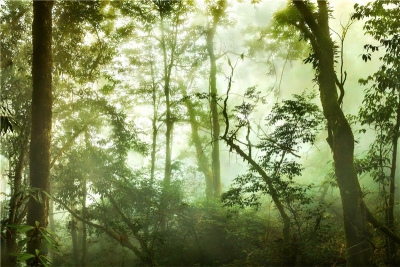 喜迎COP15丨红河大围山：北回归线上的绿色明珠