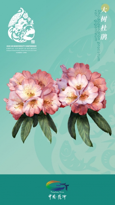 喜迎COP15大会！腾冲超美高黎贡山生物手绘出炉，快点开...