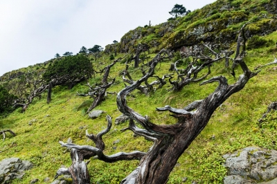 轿子山傲骨林｜百年沧桑不变天地寂静不动