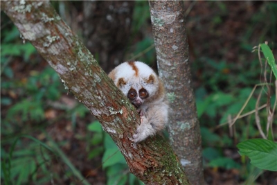 喜迎COP15丨普洱放归85只野生动物，为生物多样性保护贡献力量！