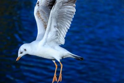 它来了它来了，红嘴鸥大部队即将到来，这些观鸥地请收藏！