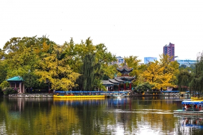 深秋，来云南赏银杏画