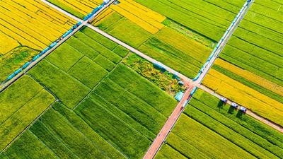 大理的丰收色卡