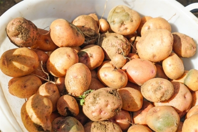 2021年东川大洋芋·李子沟开花洋芋云直播活动近日开幕