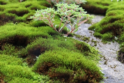 喜迎COP15！走进轿子山  这里是生物多样性天然“宝藏地”