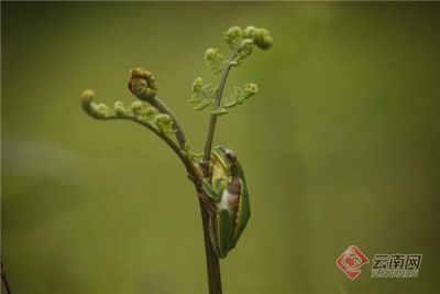 视频｜“3min地铁生物多样性主题展《涌现》——樊涌摄影艺术展”在昆明4号线精彩呈现
