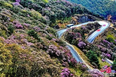 聚焦COP15 | 最美高山基因库守护者：昆明轿子山高山杜鹃园