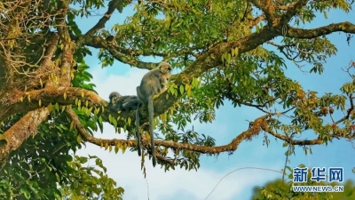 氛围感大片！当“神奇动物”遇上秋日云南