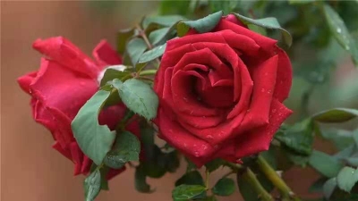@普洱人 宁洱这个地方玫瑰花开成海，大量鲜花免费送→