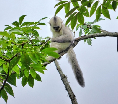 听万物之声 与万物共生  COP15《万物共生篇》公益广告持续热播