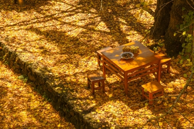 深秋，来云南赏银杏画