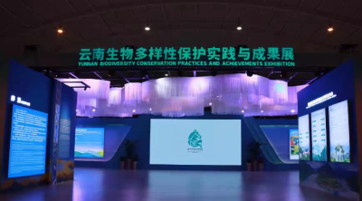 相约Cop15 赴一场临沧茶香之旅