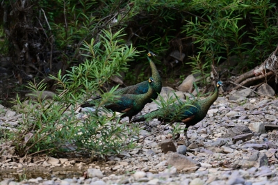 喜迎COP15！景区里的动植物明星海报等您欣赏