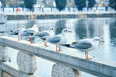 它来了它来了，红嘴鸥大部队即将到来，这些观鸥地请收藏！