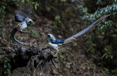 喜迎COP15 | 赏苍山西麓生物多样性之美