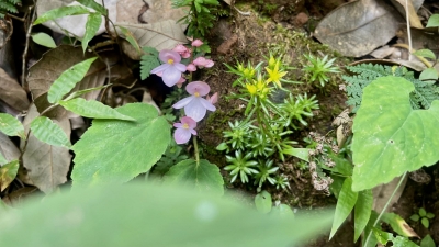 楚雄州永仁县丨方山野生中华秋海棠正娇艳