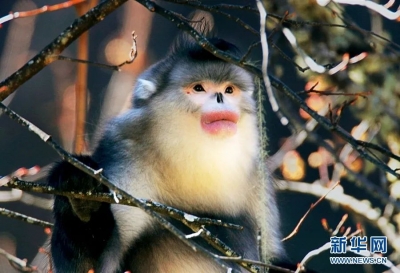 氛围感大片！当“神奇动物”遇上秋日云南