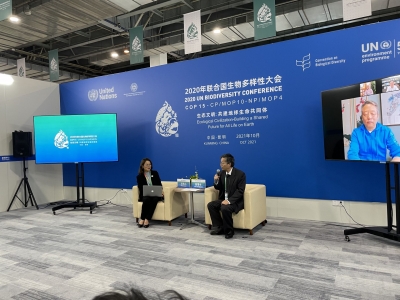 云游｜一片叶子的景迈山之旅