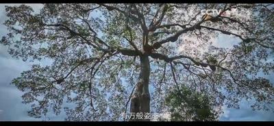 多姿的我们，自然多彩！COP15《多姿多彩篇》公益广告在中央广播电视总台各频道热播