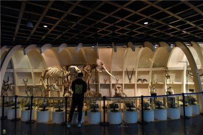 视频 | 聚焦COP15  走进昆明动物博物馆 感受“动物王国”的魅力