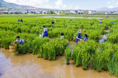 祖國好 家鄉(xiāng)美 | “大理·上關最美鄉(xiāng)愁季洱海留香摸魚體驗活動”云上綻放農(nóng)耕魅力