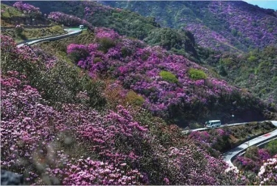 生物多样性之美 | 昆明轿子山光秃秃的荒山变成百亩高山杜鹃园