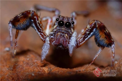 视频｜“3min地铁生物多样性主题展《涌现》——樊涌摄影艺术展”在昆明4号线精彩呈现