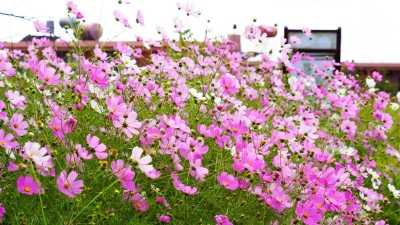 重阳游方山 | 登高 赏花 怀古