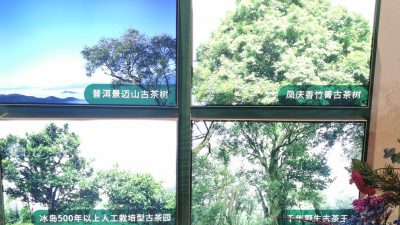 相约Cop15 赴一场临沧茶香之旅