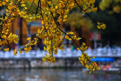 深秋，来云南赏银杏画