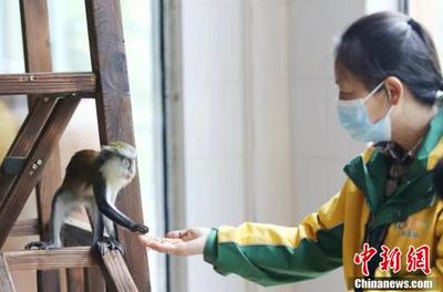 加纳长尾猴亮相重庆 空调房内惬意过冬