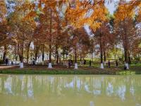 图集 | 采莲河 城市里的美景