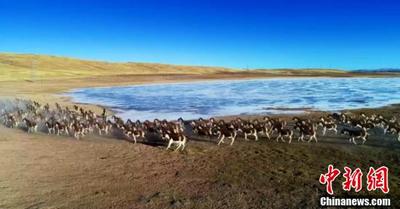 黄河源头现大规模藏野驴种群
